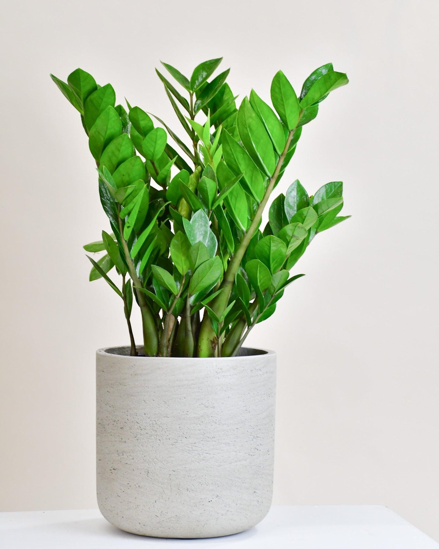 Zamioculcas Zamiifolia - View 9 from www redcrocus com
