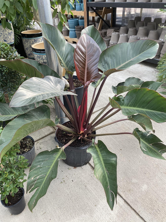 Philodendron 'rojo Congo' - View 10 from www redcrocus com