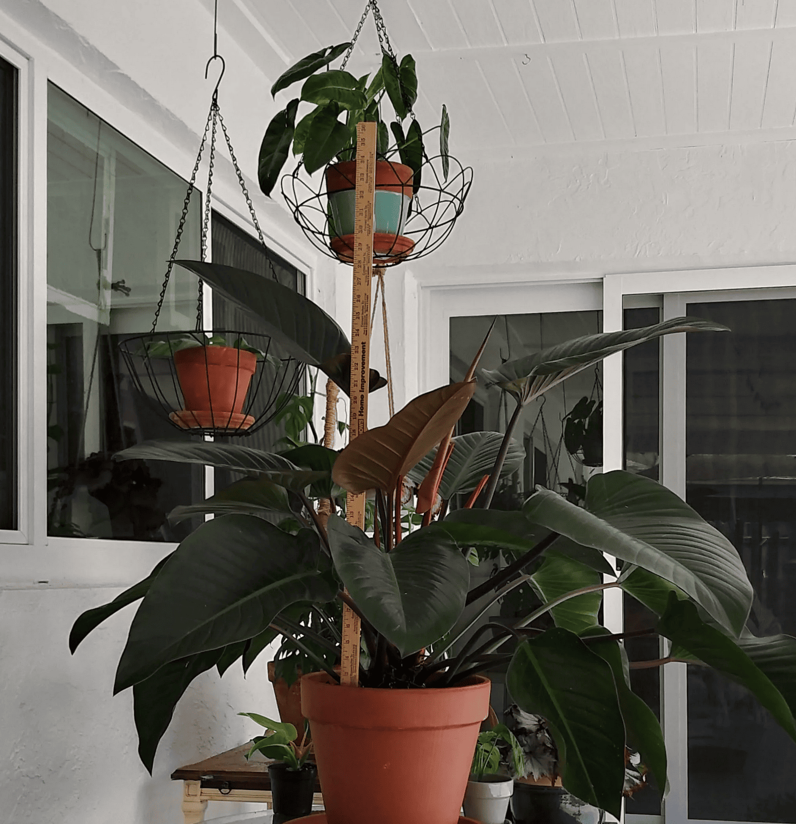 Philodendron 'rojo Congo' - View 11 from www redcrocus com