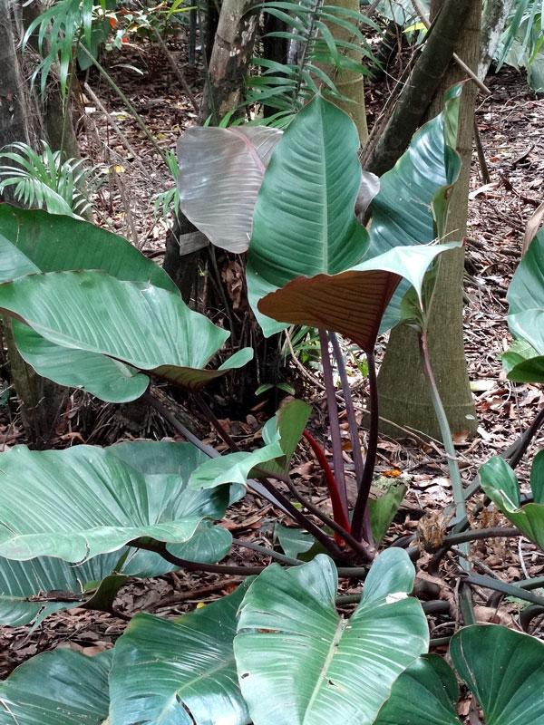 Philodendron 'rojo Congo' - View 12 from www redcrocus com