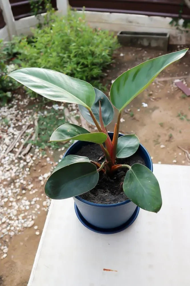 Philodendron 'rojo Congo' - View 13 from www redcrocus com