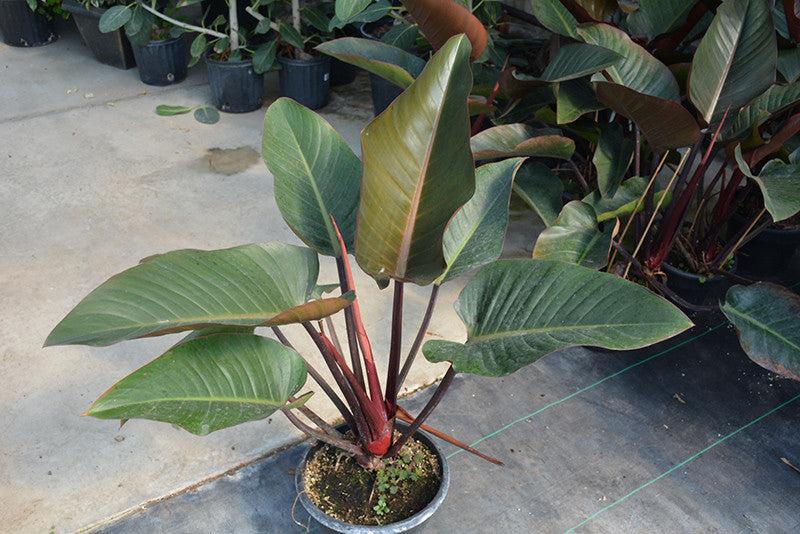 Philodendron 'rojo Congo' - View 14 from www redcrocus com