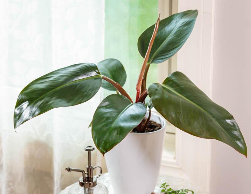 Philodendron 'rojo Congo' - View 16 from www redcrocus com