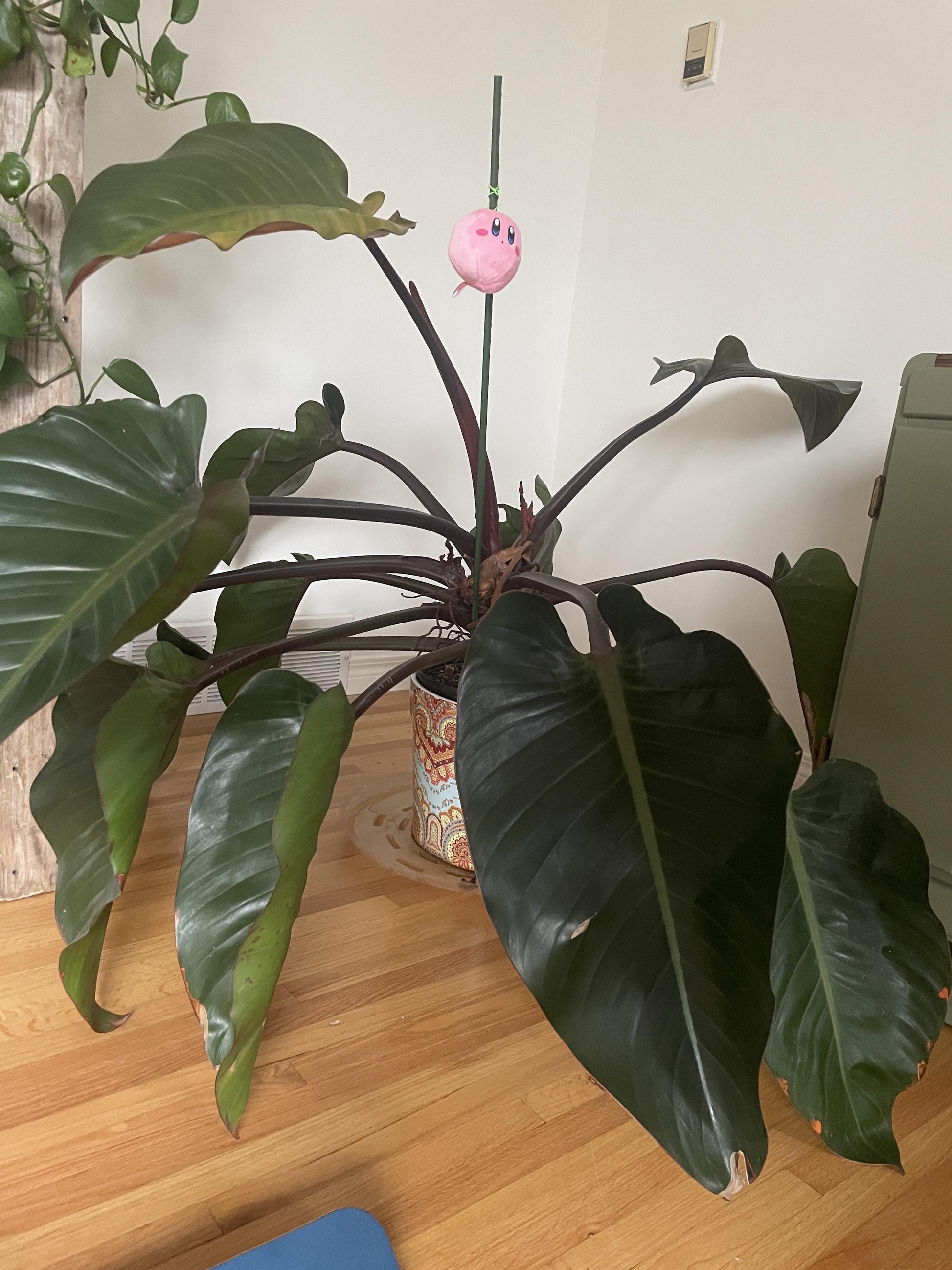 Philodendron 'rojo Congo' - View 19 from www redcrocus com