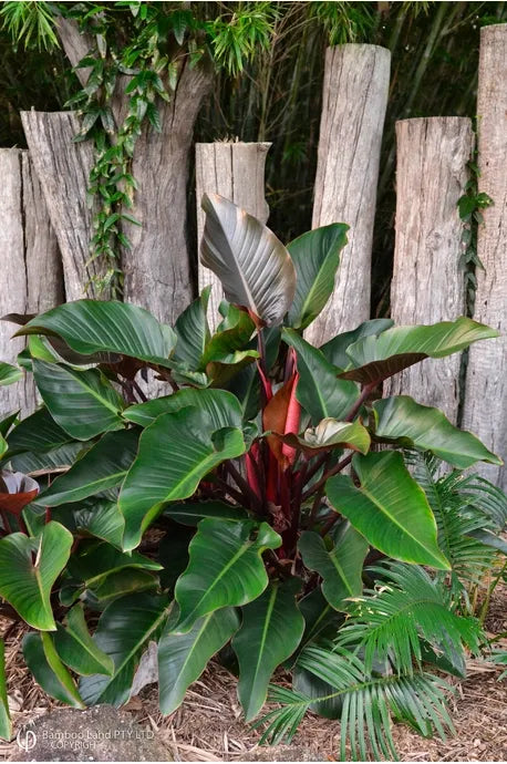 Philodendron 'rojo Congo' - View 1 from www redcrocus com