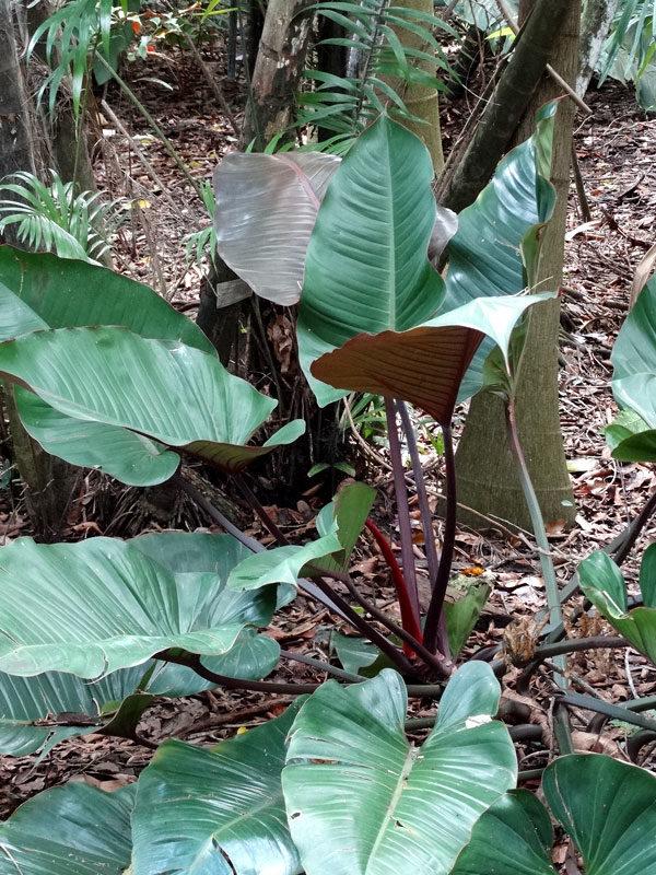 Philodendron 'rojo Congo' - View 20 from www redcrocus com