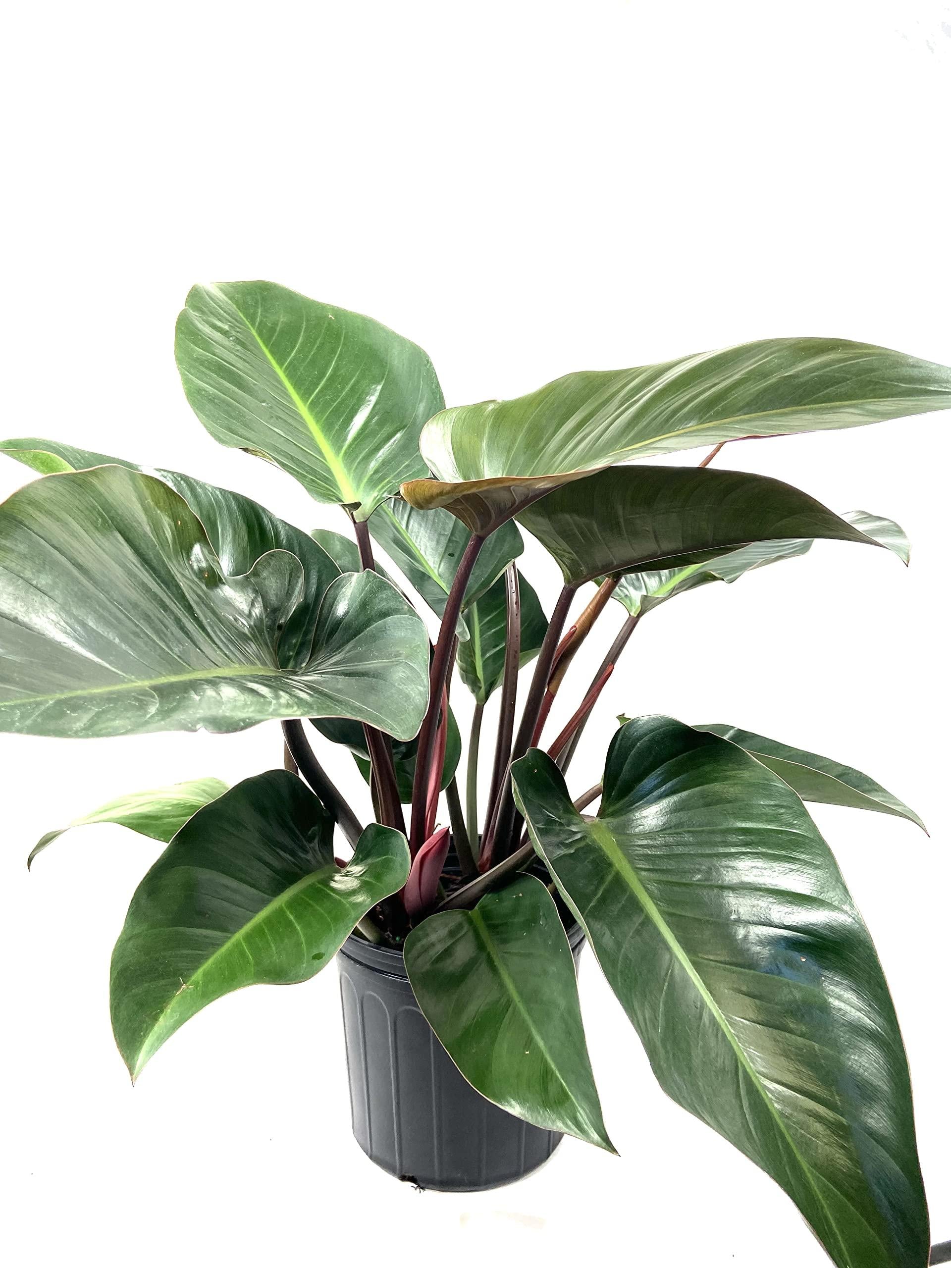 Philodendron 'rojo Congo' - View 26 from www redcrocus com