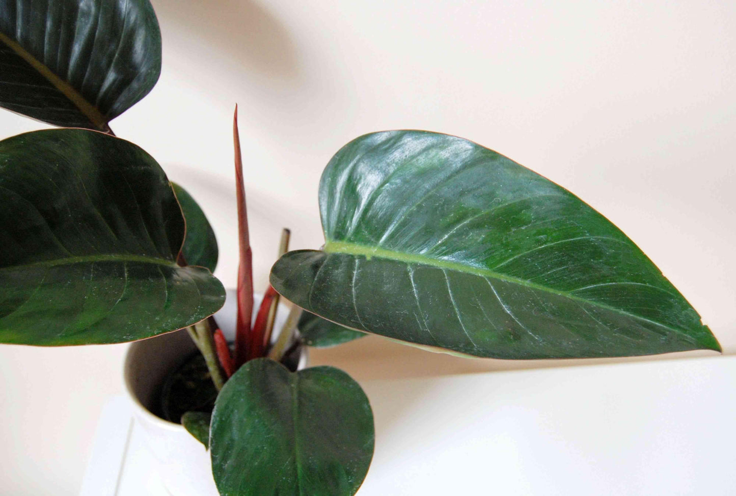 Philodendron 'rojo Congo' - View 27 from www redcrocus com