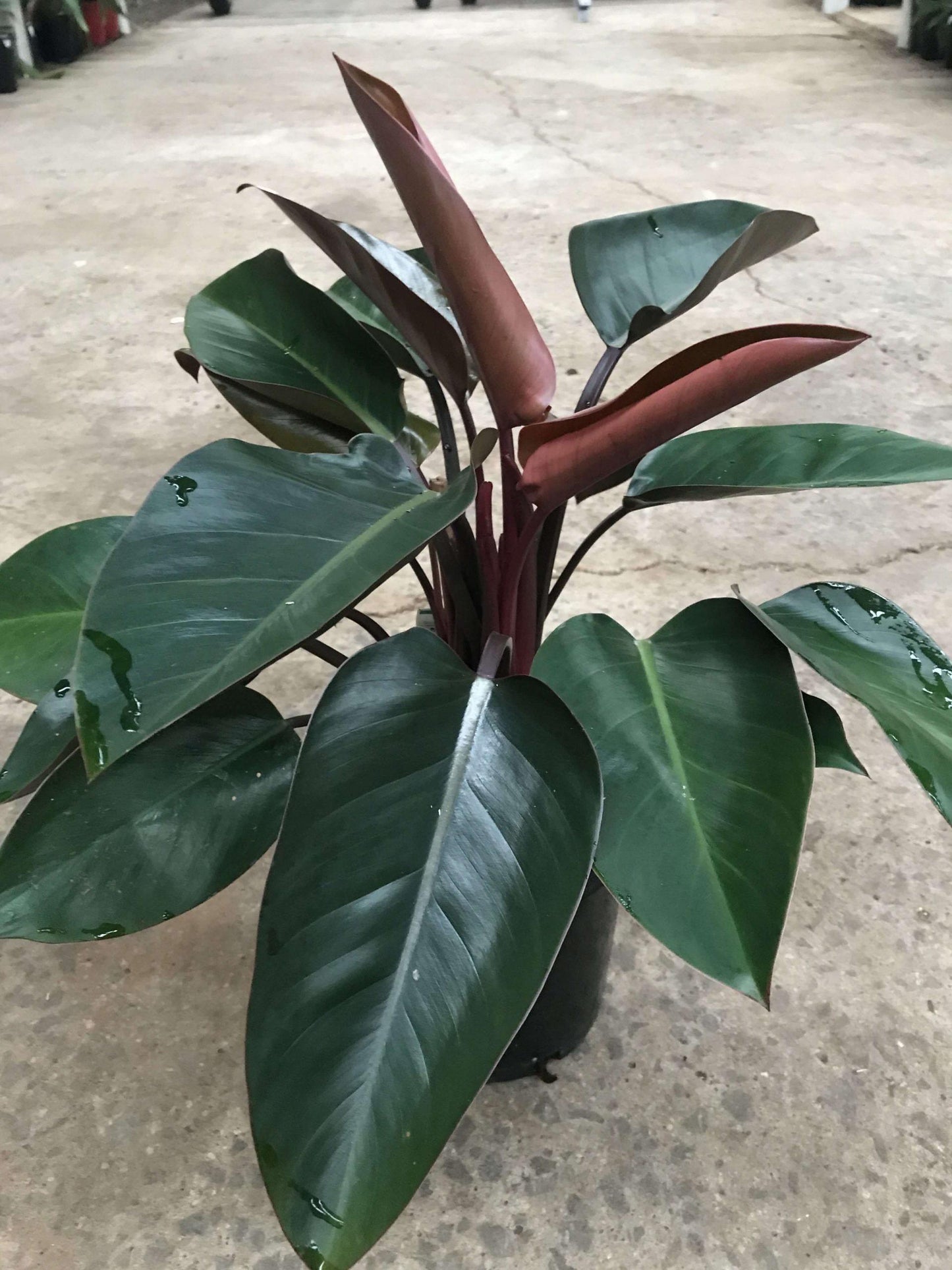 Philodendron 'rojo Congo' - View 28 from www redcrocus com