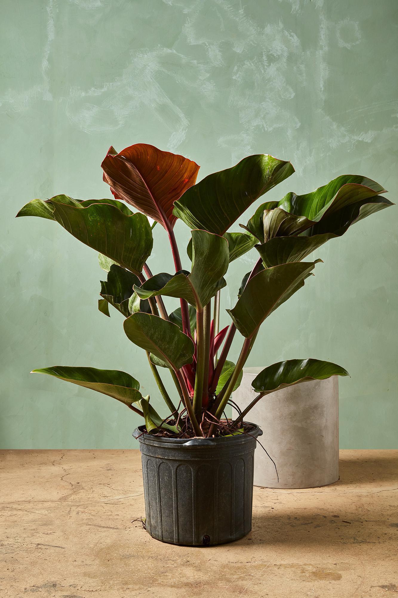 Philodendron 'rojo Congo' - View 2 from www redcrocus com