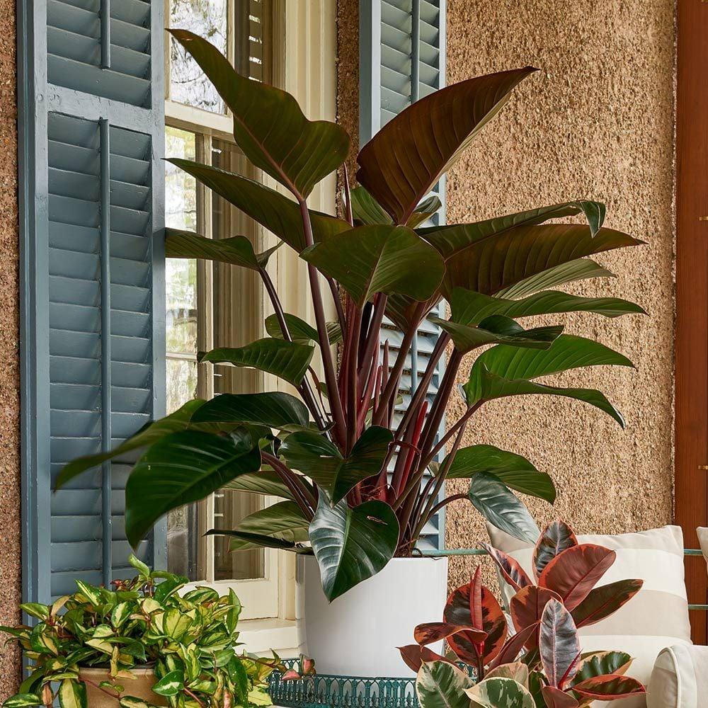 Philodendron 'rojo Congo' - View 30 from www redcrocus com