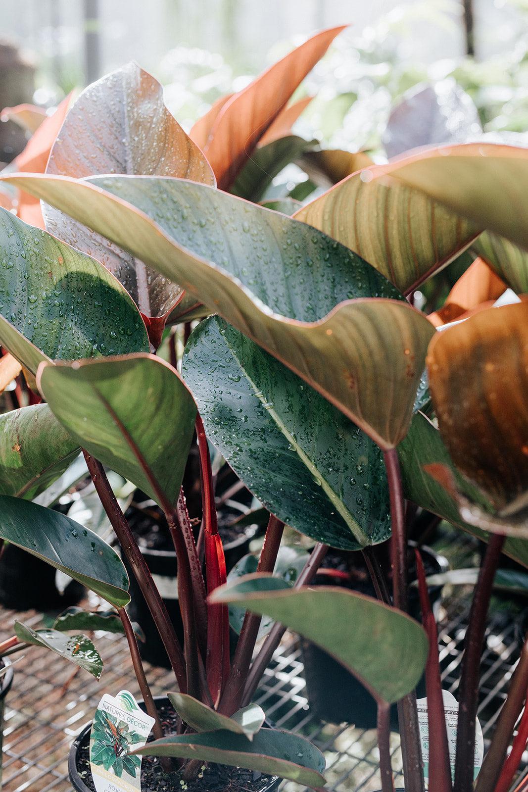 Philodendron 'rojo Congo' - View 31 from www redcrocus com