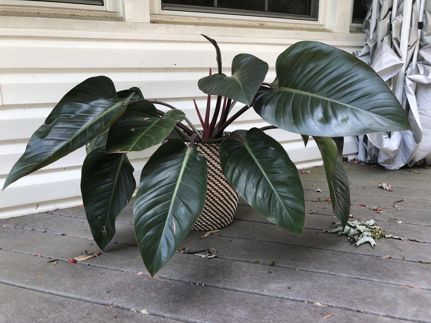 Philodendron 'rojo Congo' - View 32 from www redcrocus com