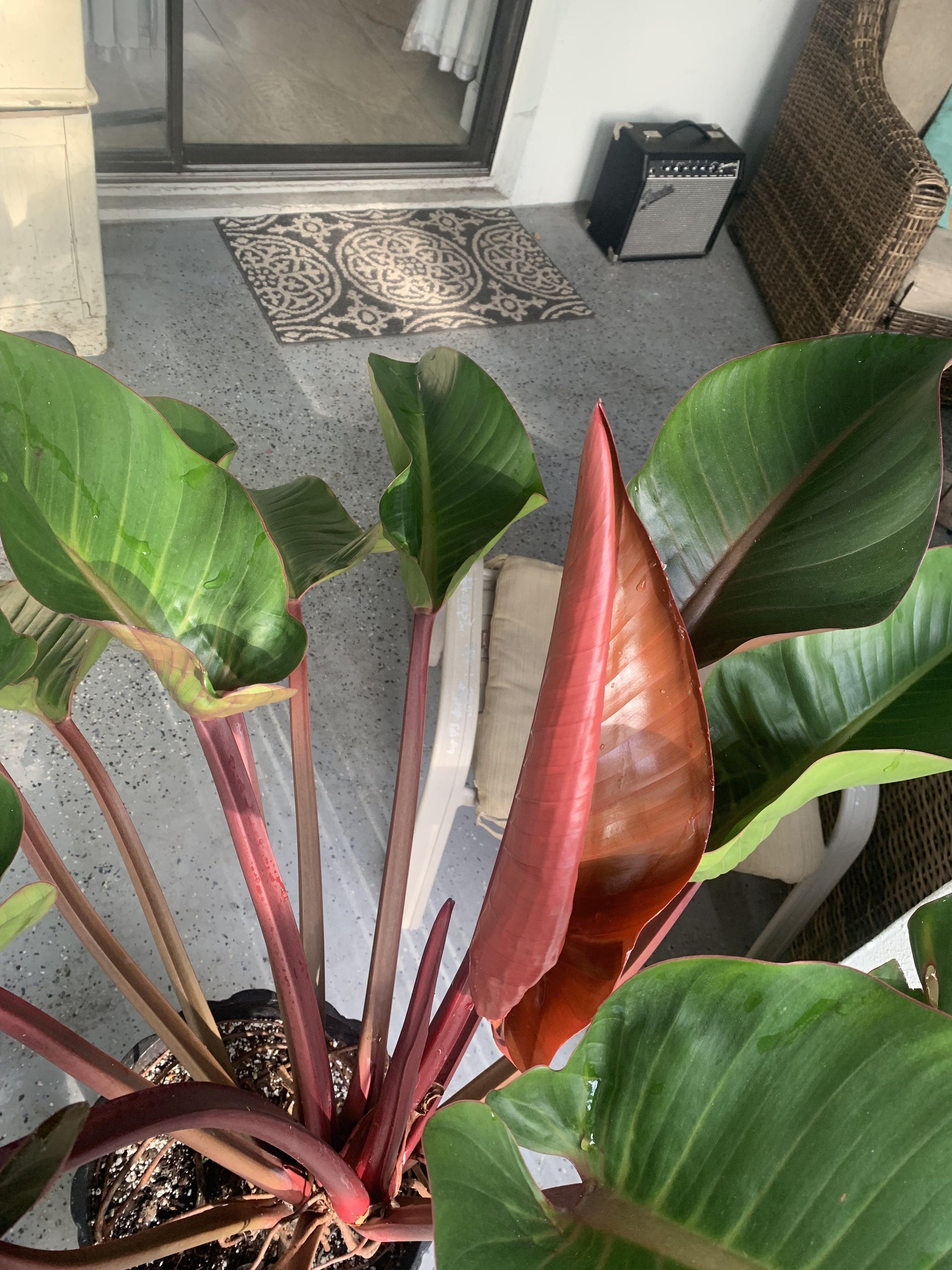 Philodendron 'rojo Congo' - View 33 from www redcrocus com