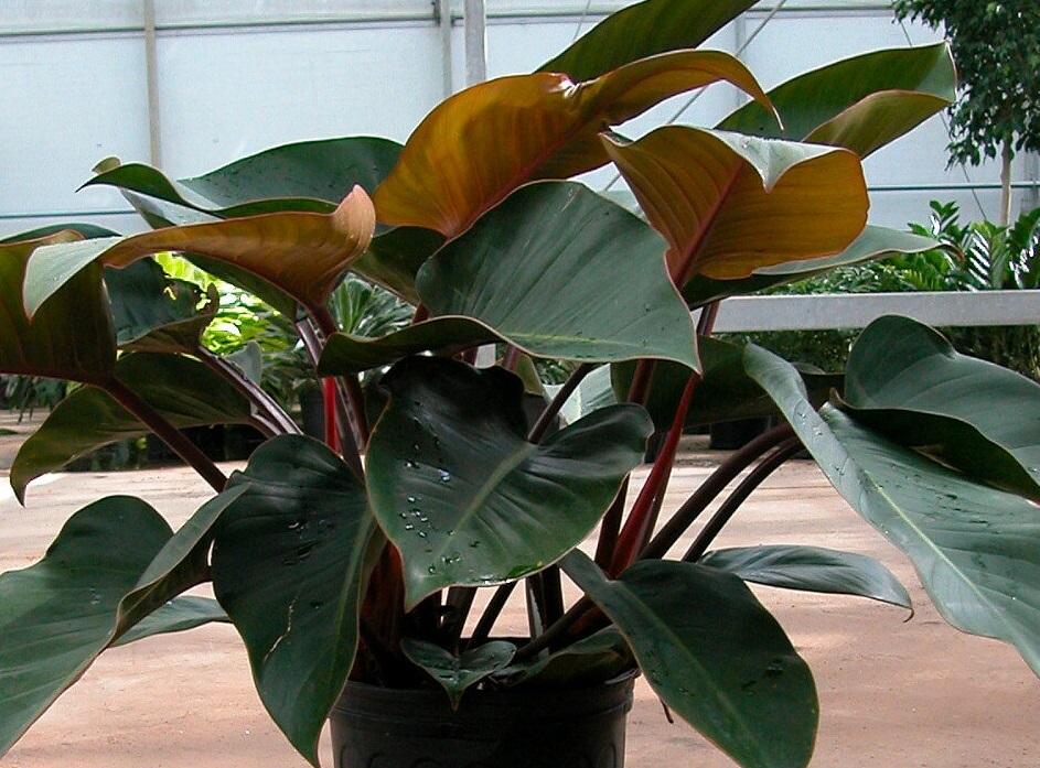 Philodendron 'rojo Congo' - View 34 from www redcrocus com