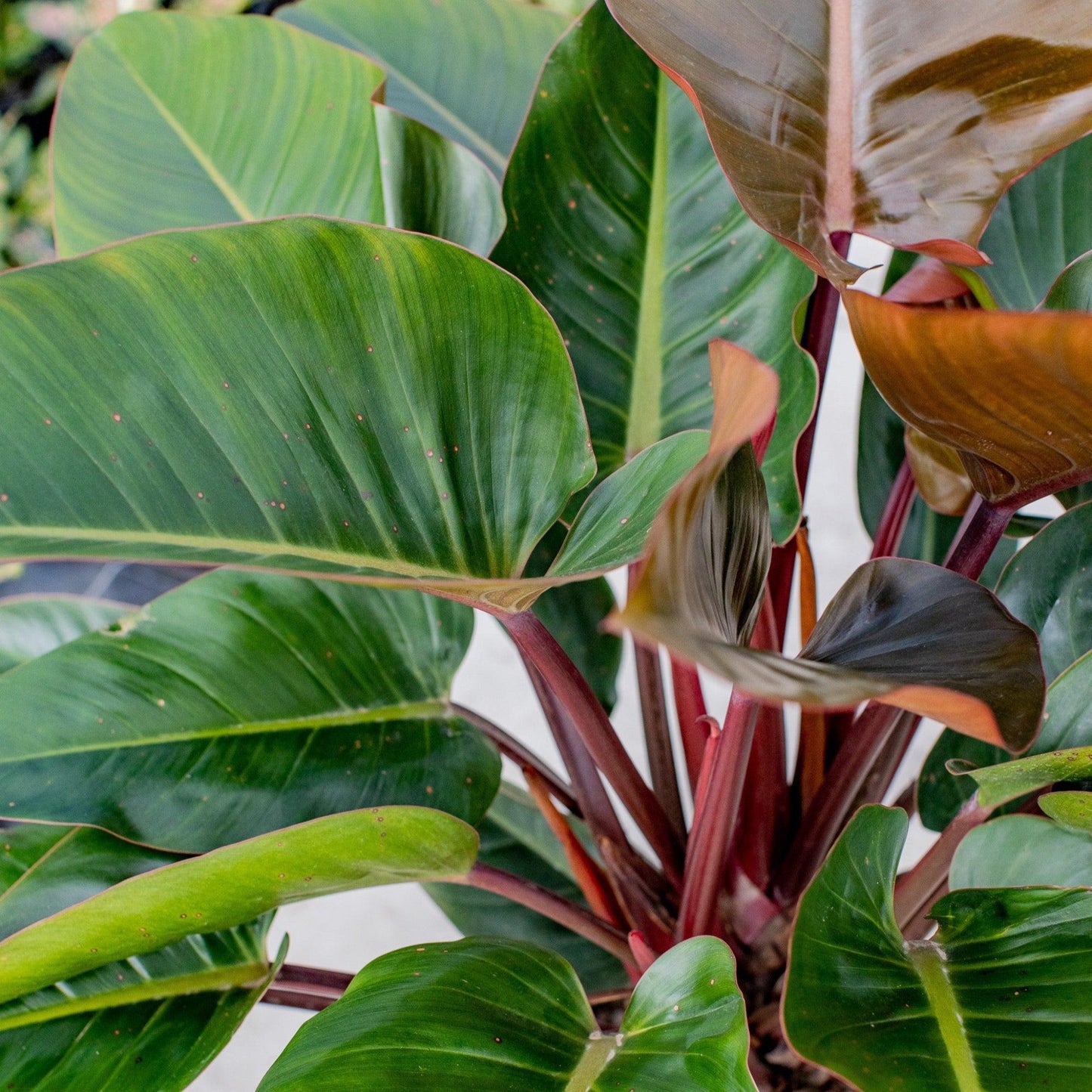 Philodendron 'rojo Congo' - View 37 from www redcrocus com