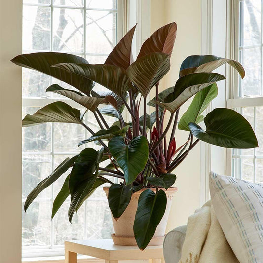 Philodendron 'rojo Congo' - View 3 from www redcrocus com