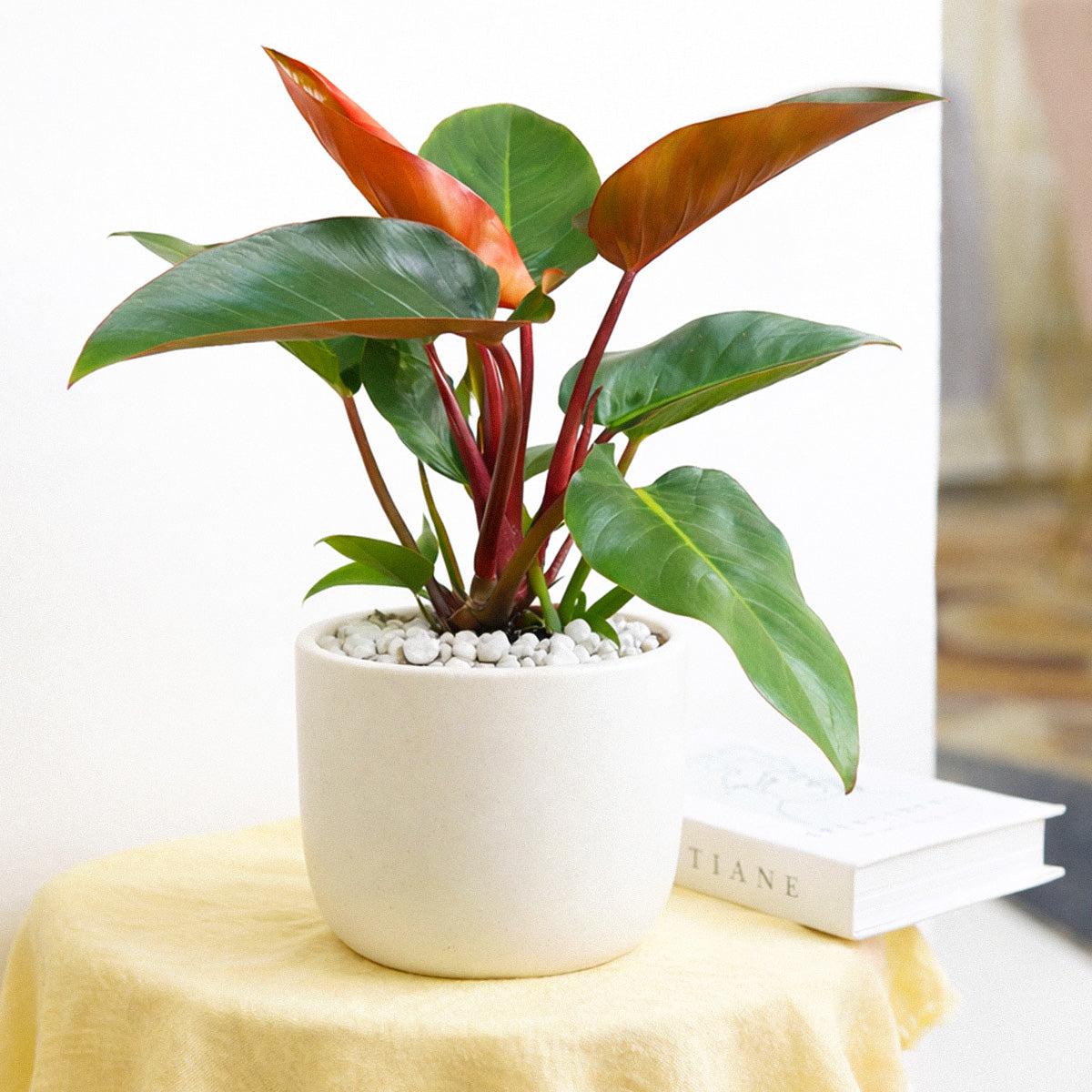 Philodendron 'rojo Congo' - View 40 from www redcrocus com