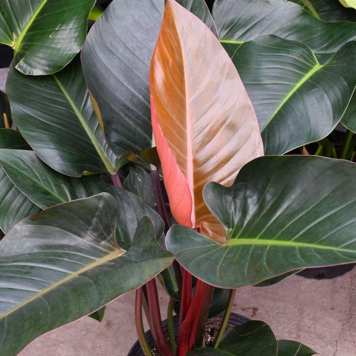 Philodendron 'rojo Congo' - View 4 from www redcrocus com