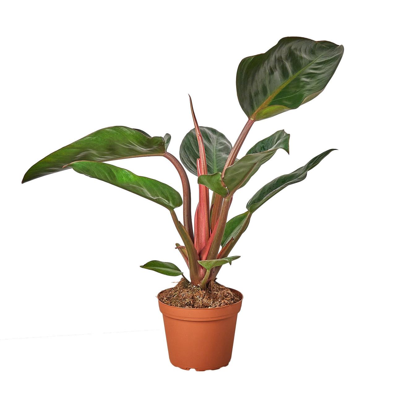 Philodendron 'rojo Congo' - View 5 from www redcrocus com