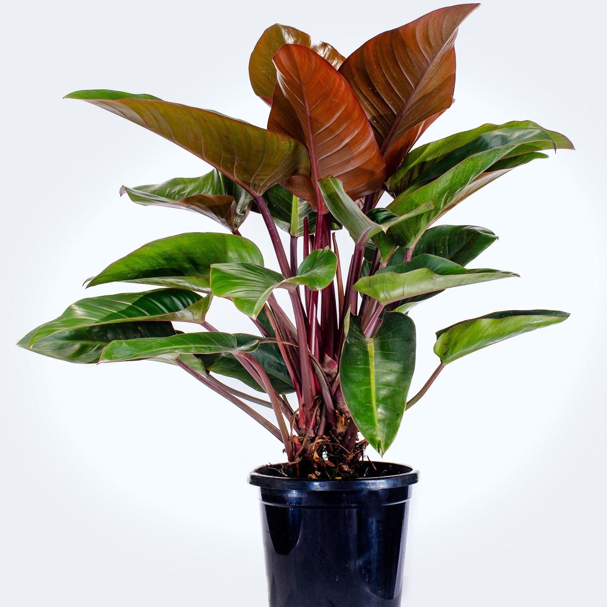 Philodendron 'rojo Congo' - View 6 from www redcrocus com