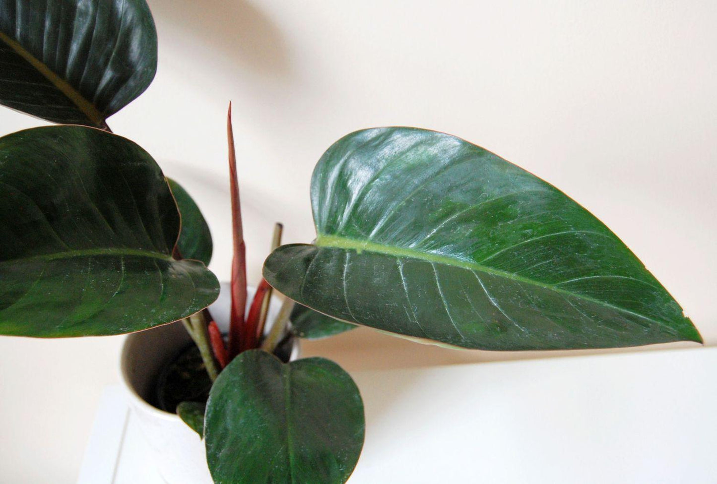 Philodendron 'rojo Congo' - View 7 from www redcrocus com