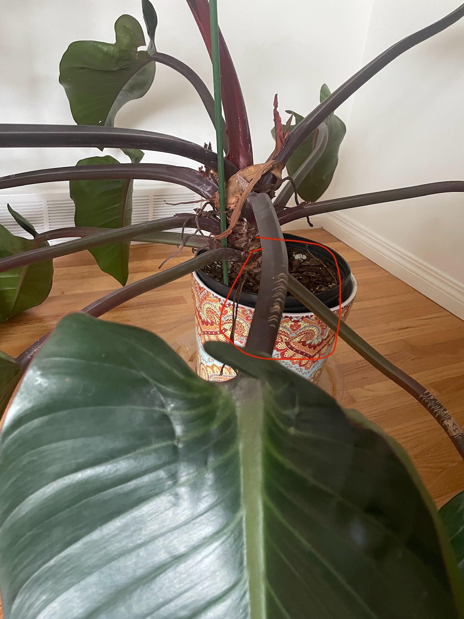 Philodendron 'rojo Congo' - View 8 from www redcrocus com
