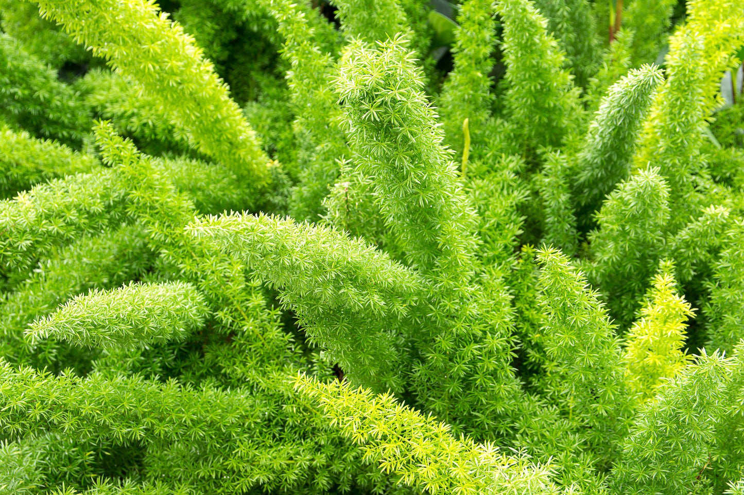 Fern Asparagus Assorted - View 11 from www redcrocus com