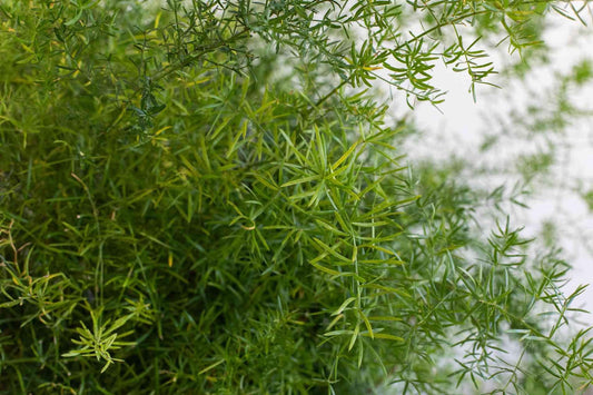 Fern Asparagus Assorted - View 12 from www redcrocus com
