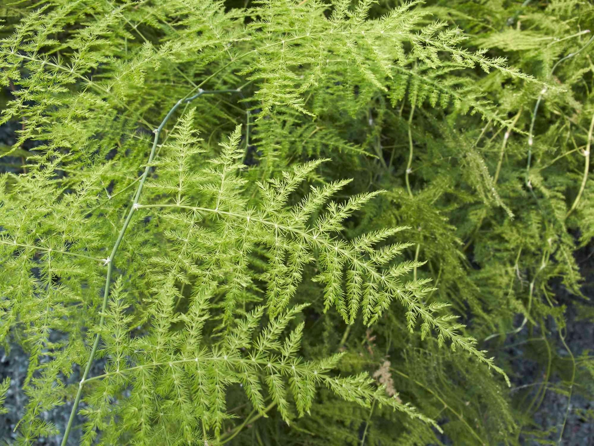 Fern Asparagus Assorted - View 14 from www redcrocus com