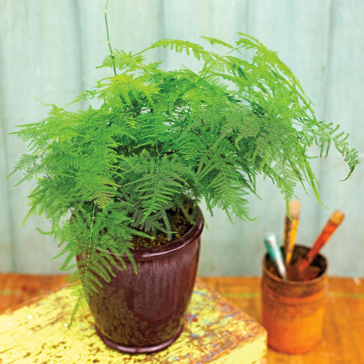 Fern Asparagus Assorted - View 15 from www redcrocus com