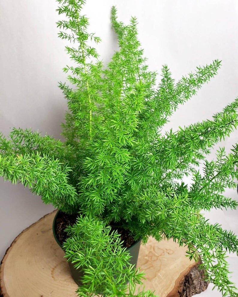 Fern Asparagus Assorted - View 17 from www redcrocus com