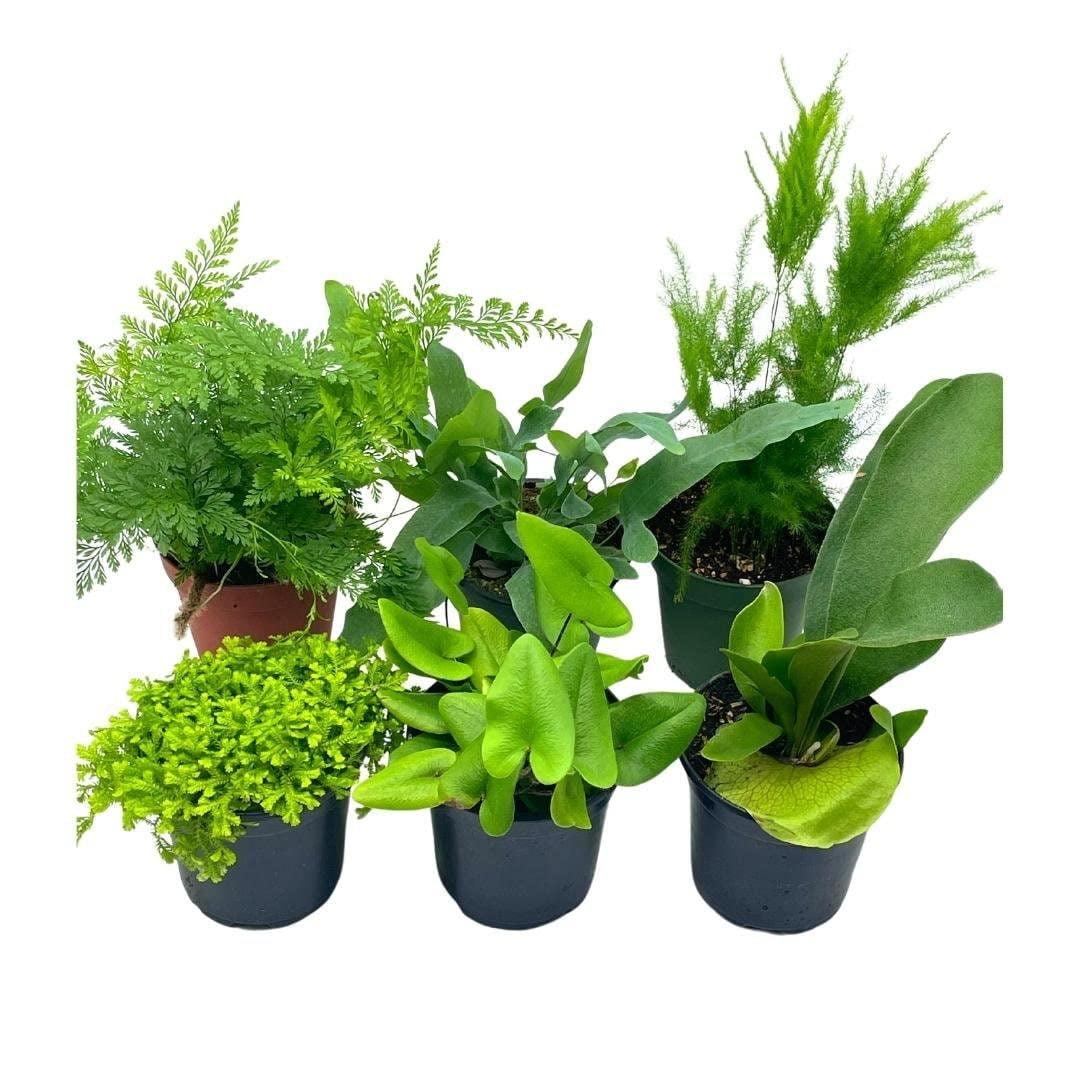 Fern Asparagus Assorted - View 2 from www redcrocus com