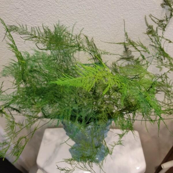 Fern Asparagus Assorted - View 6 from www redcrocus com
