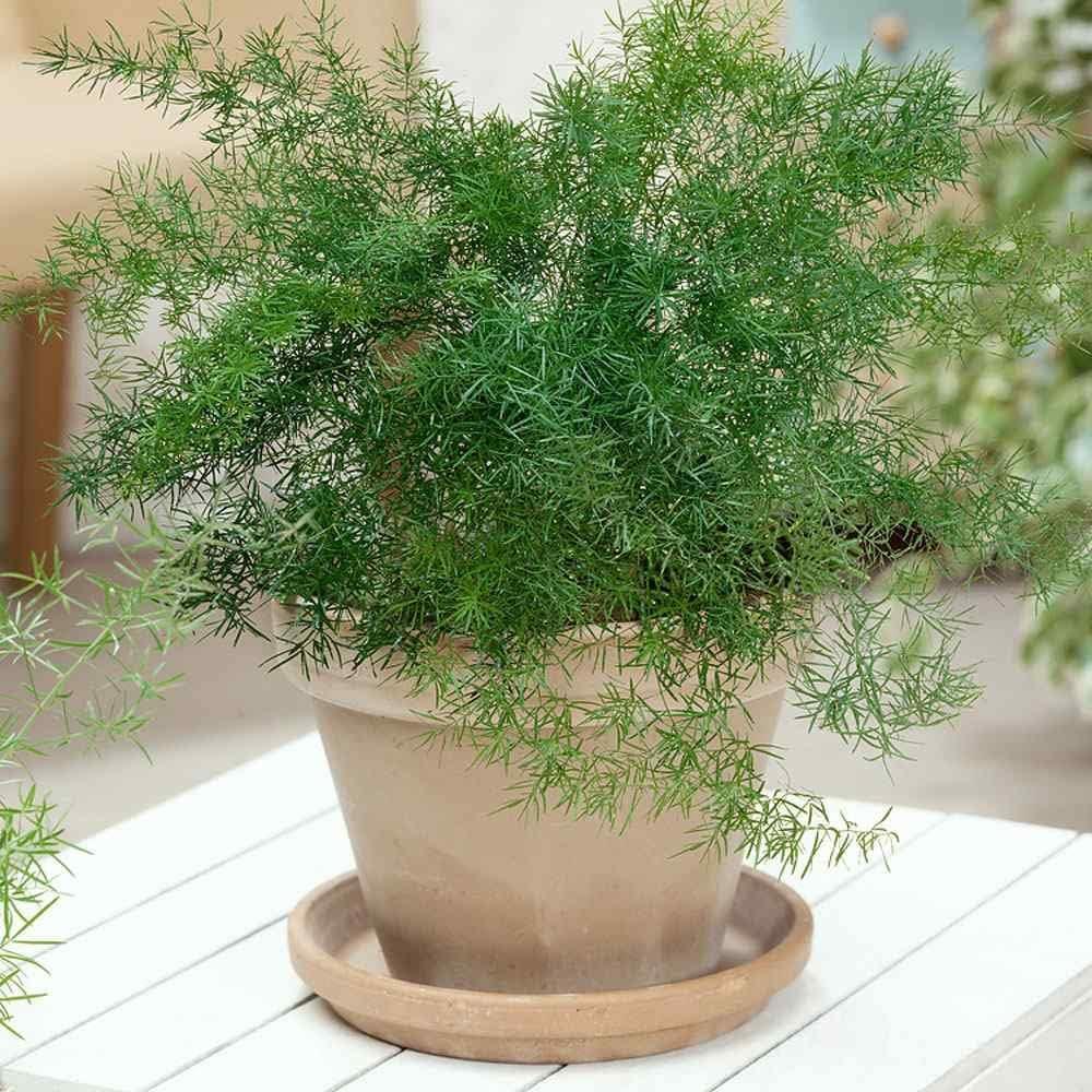 Fern Asparagus Assorted - View 7 from www redcrocus com