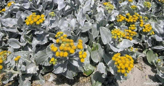Senecio Candicans Angel Wings - View 10 from www redcrocus com