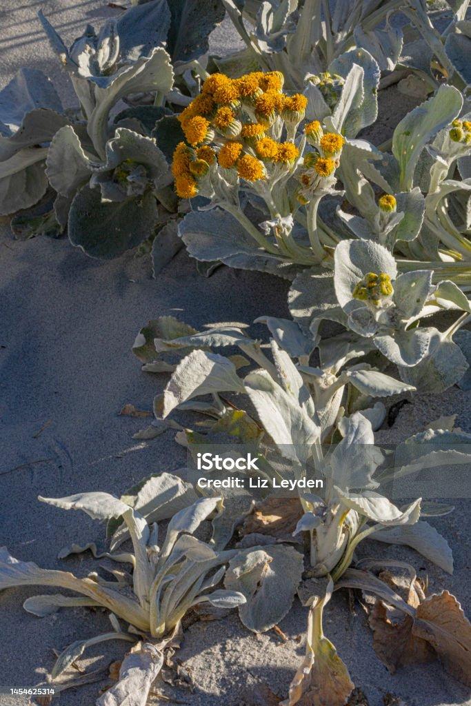 Senecio Candicans Angel Wings - View 12 from www redcrocus com