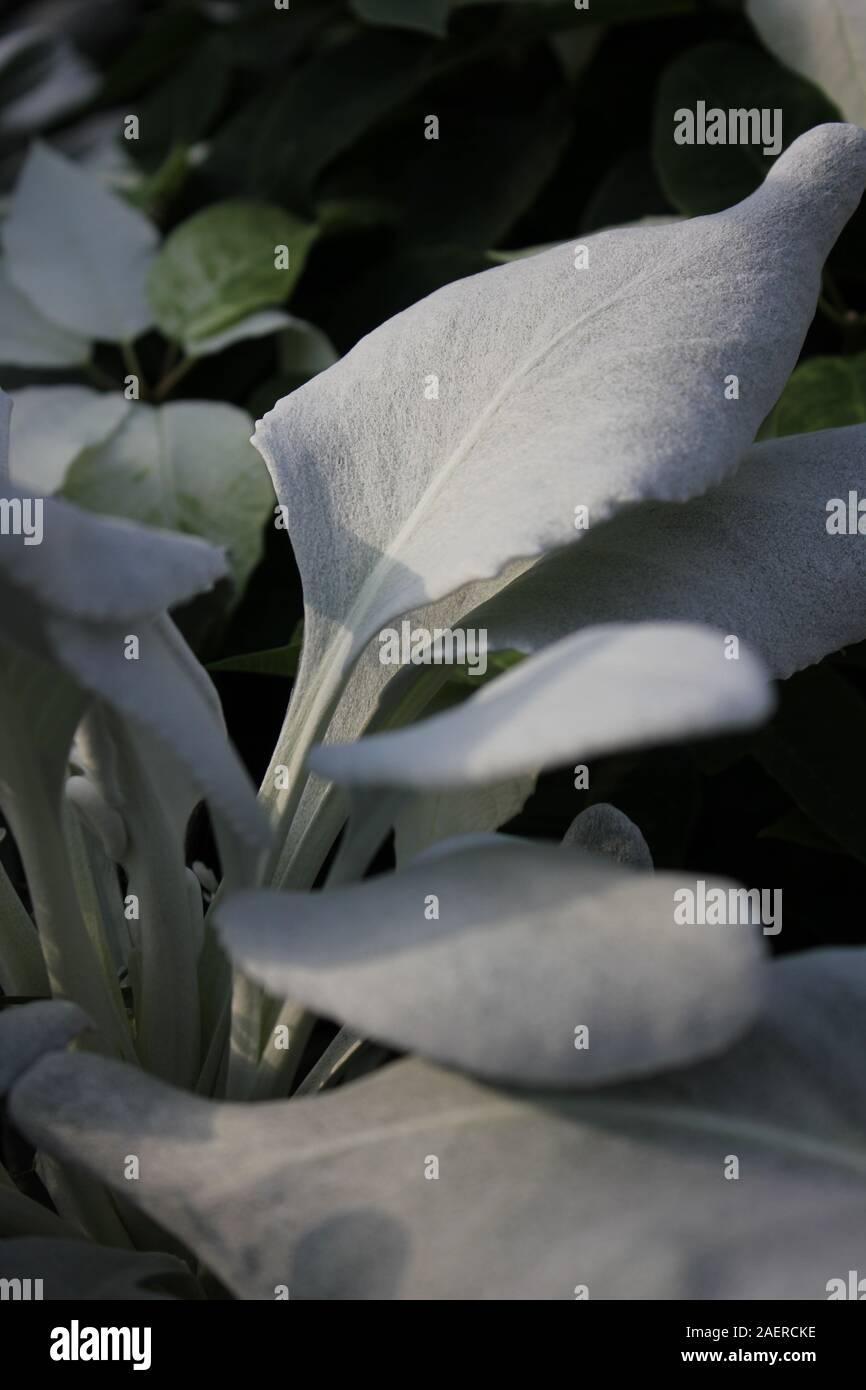 Senecio Candicans Angel Wings - View 13 from www redcrocus com