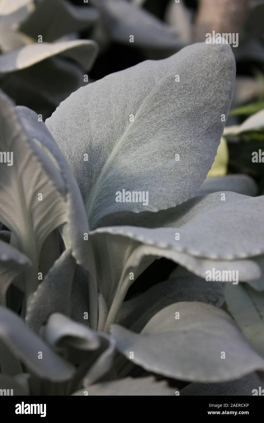 Senecio Candicans Angel Wings - View 15 from www redcrocus com