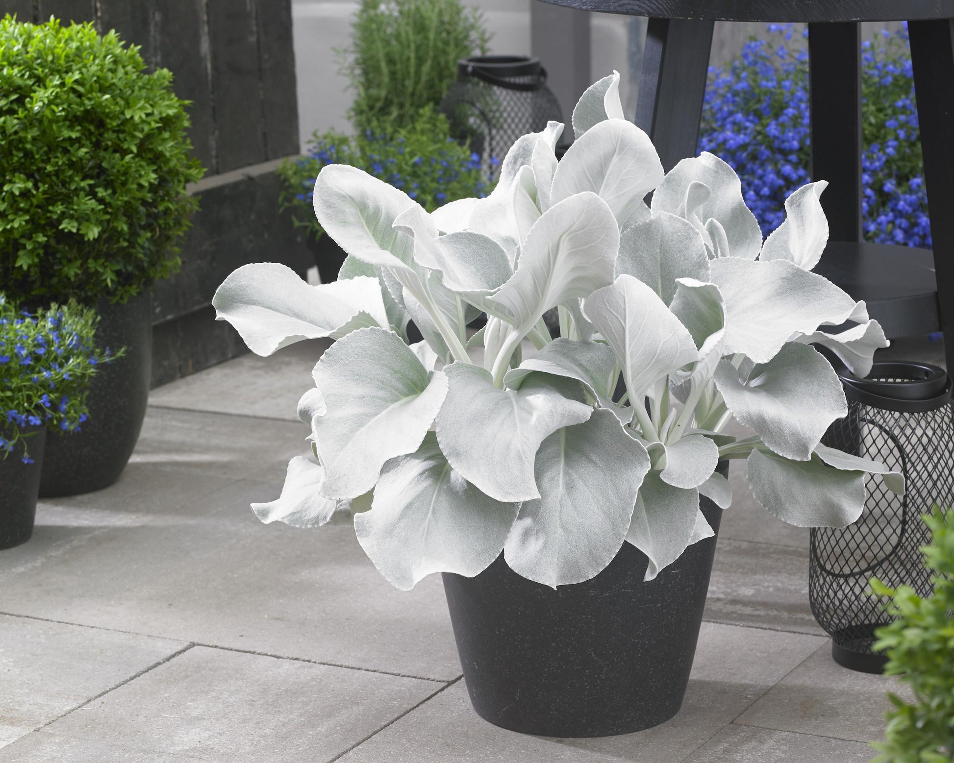 Senecio Candicans Angel Wings - View 1 from www redcrocus com