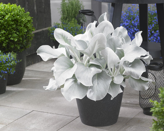 Senecio Candicans Angel Wings - View 1 from www redcrocus com
