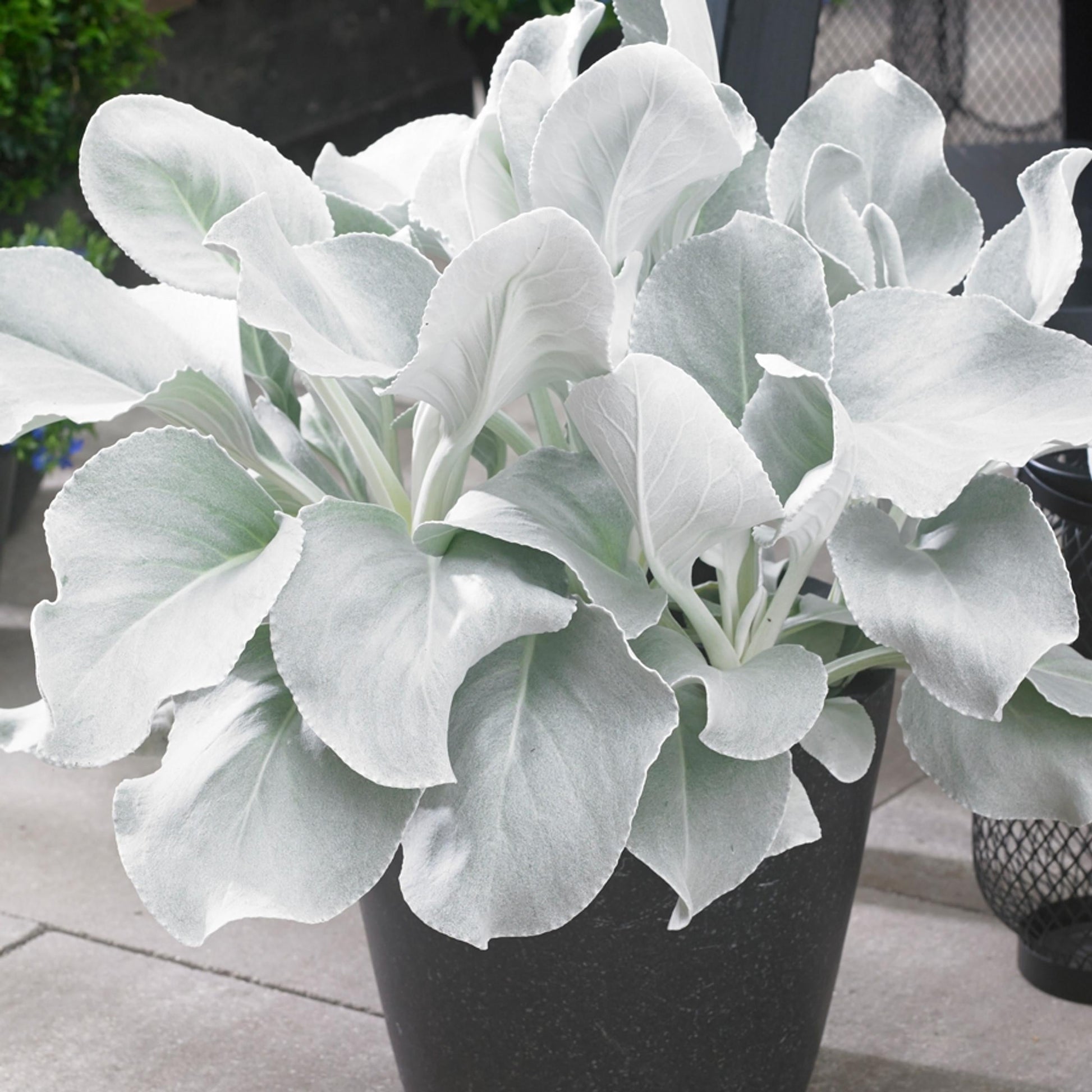 Senecio Candicans Angel Wings - View 3 from www redcrocus com