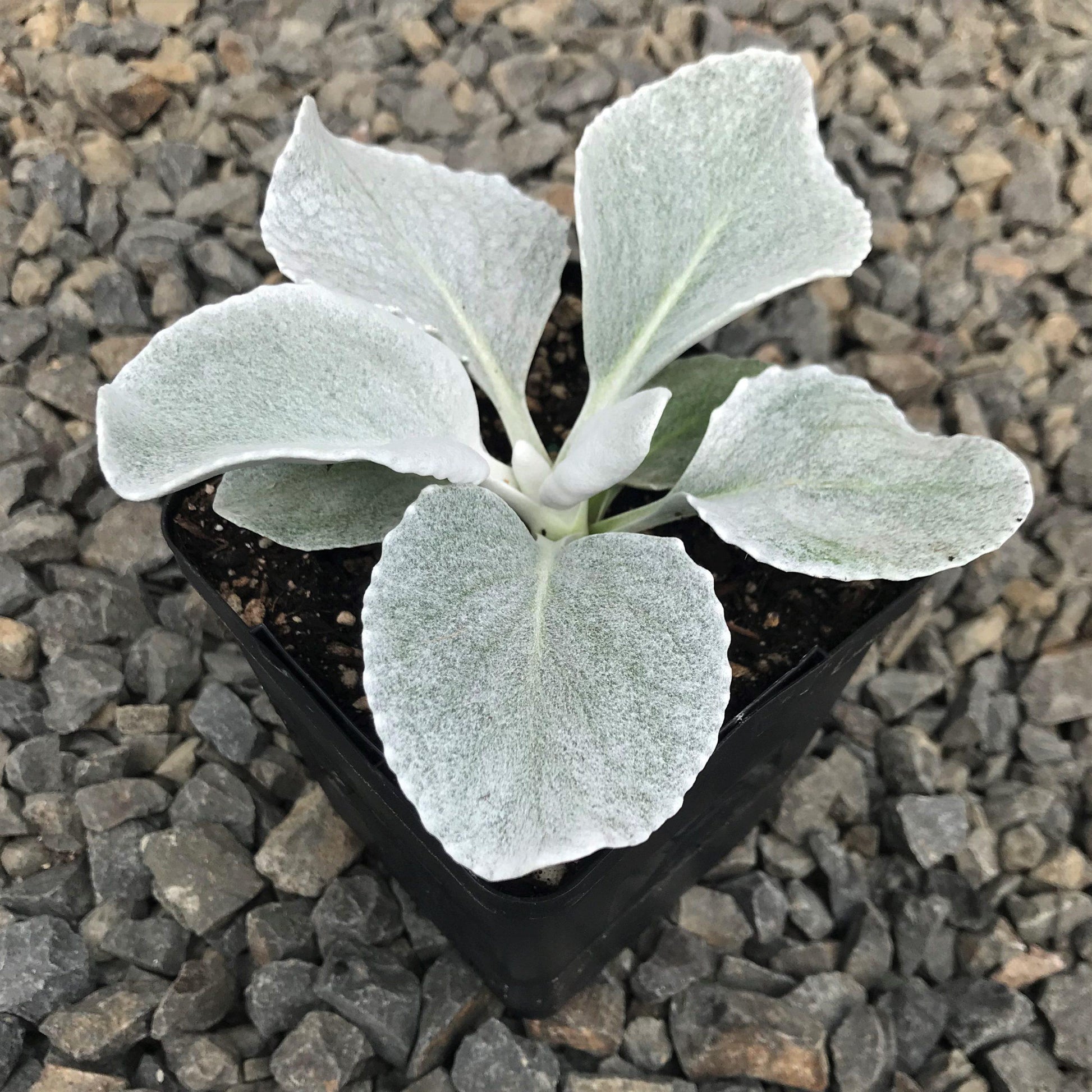 Senecio Candicans Angel Wings - View 4 from www redcrocus com
