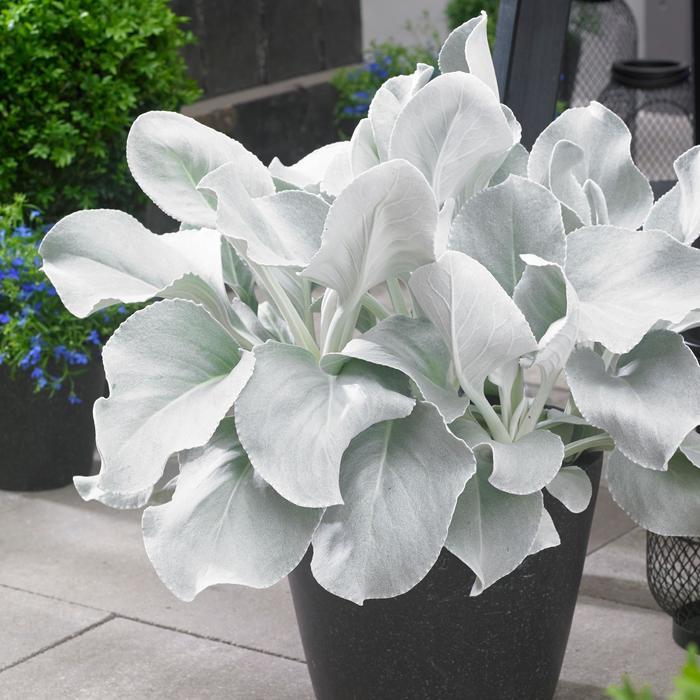 Senecio Candicans Angel Wings - View 5 from www redcrocus com