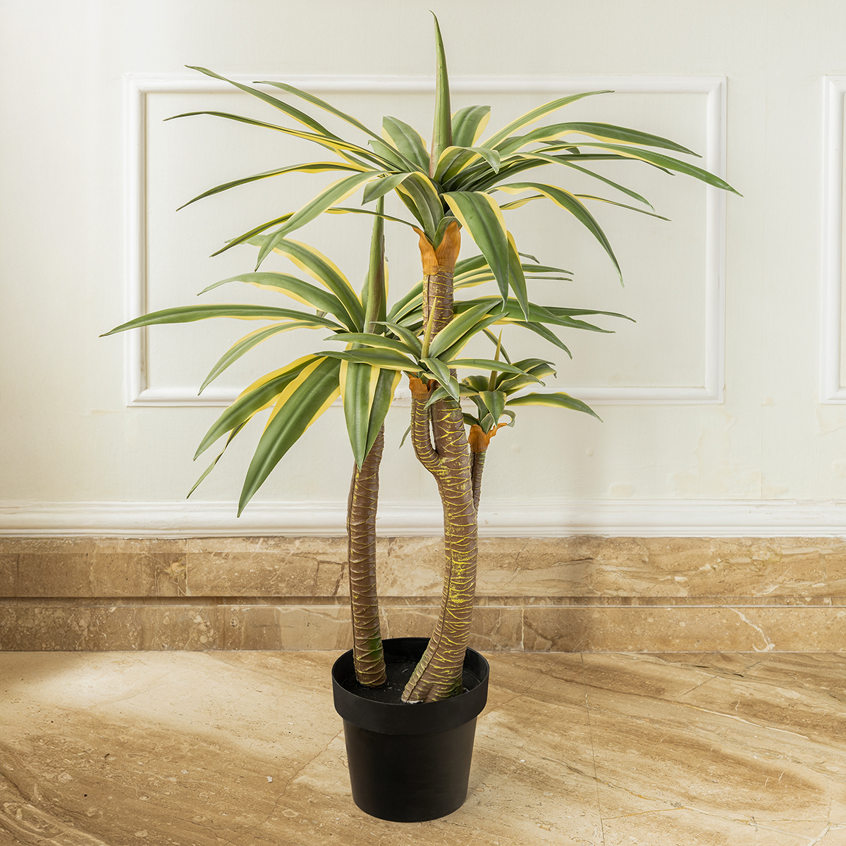 Dracaena Reflexa - View 10 from www redcrocus com