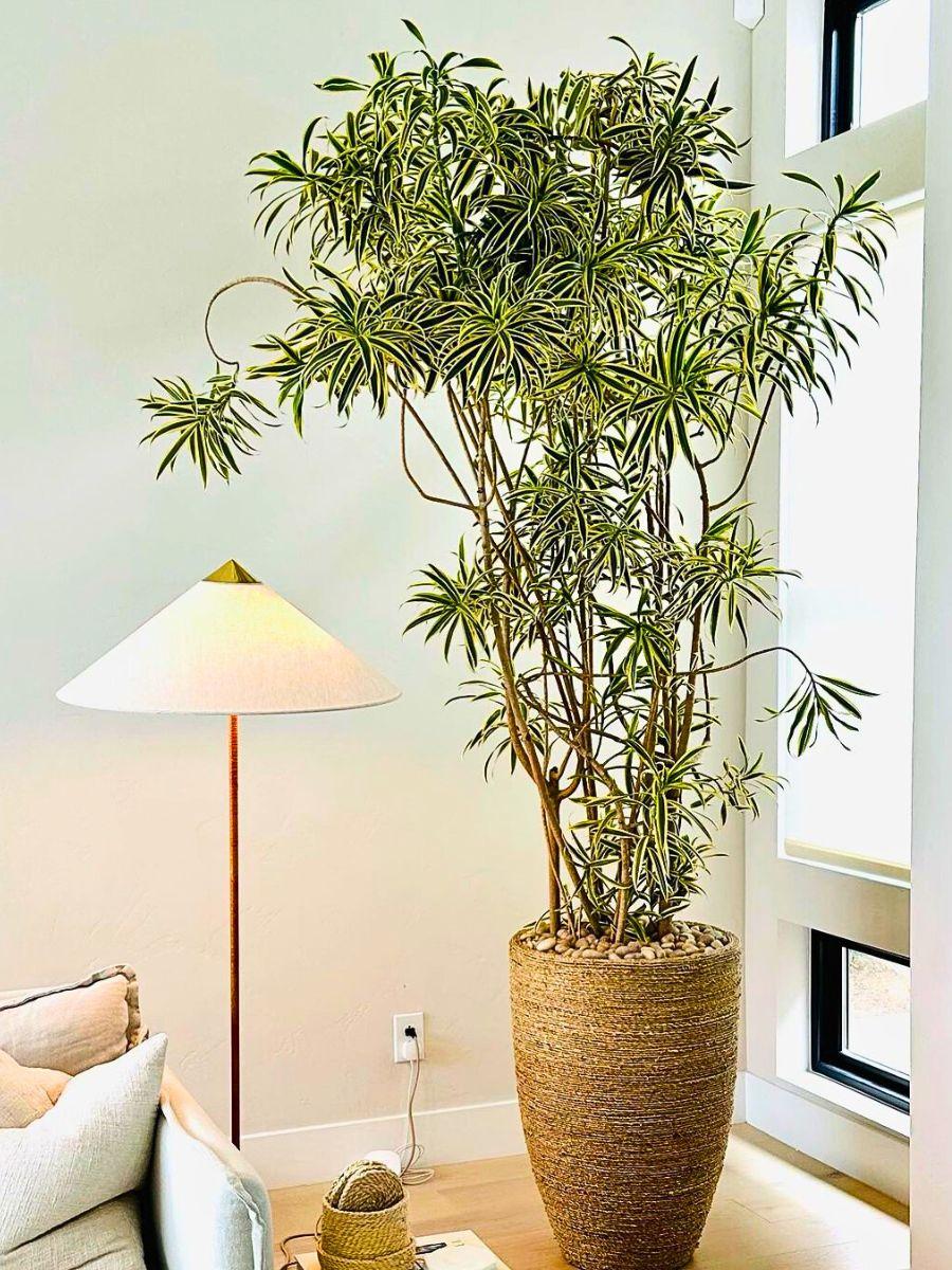 Dracaena Reflexa - View 12 from www redcrocus com