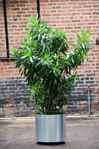 Dracaena Reflexa - View 13 from www redcrocus com
