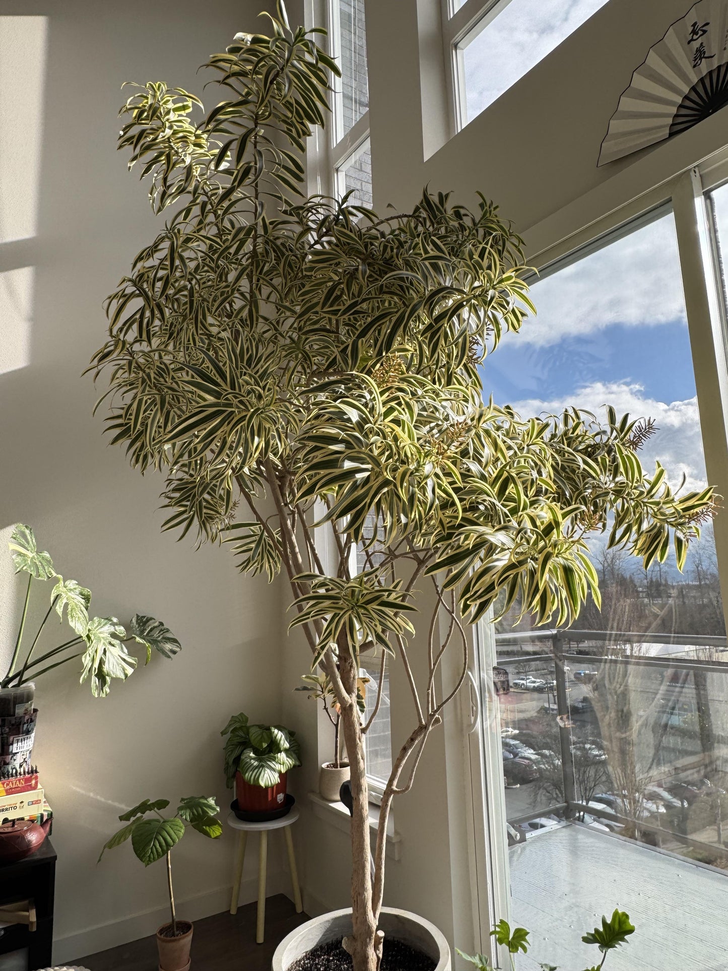 Dracaena Reflexa - View 14 from www redcrocus com