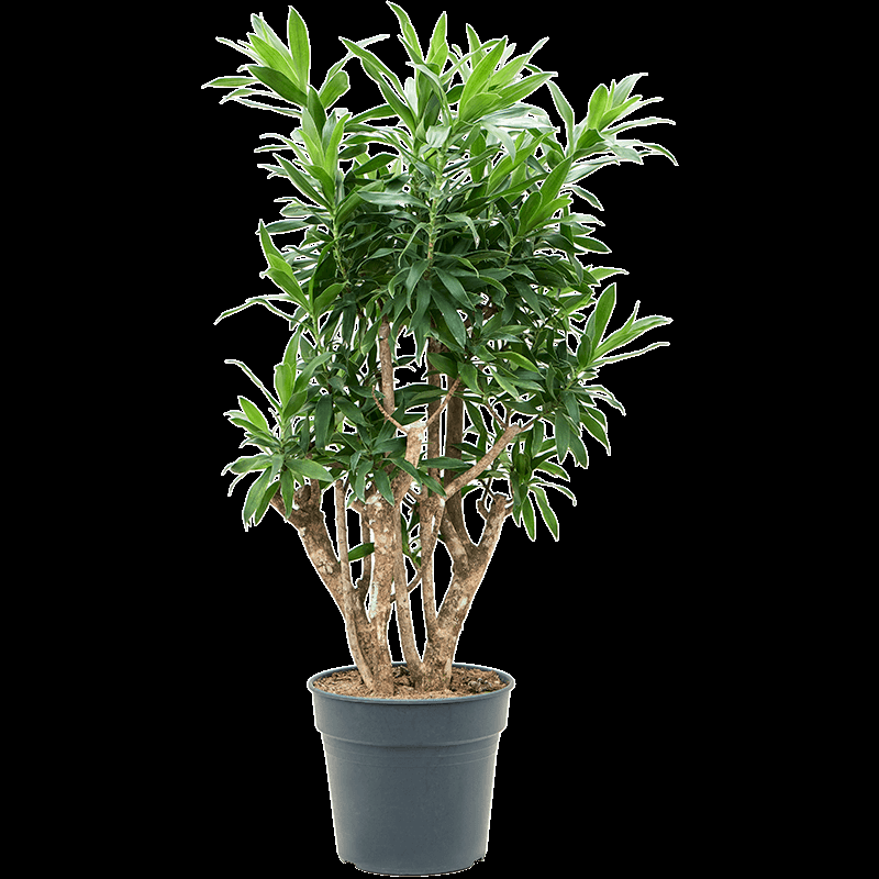 Dracaena Reflexa - View 15 from www redcrocus com