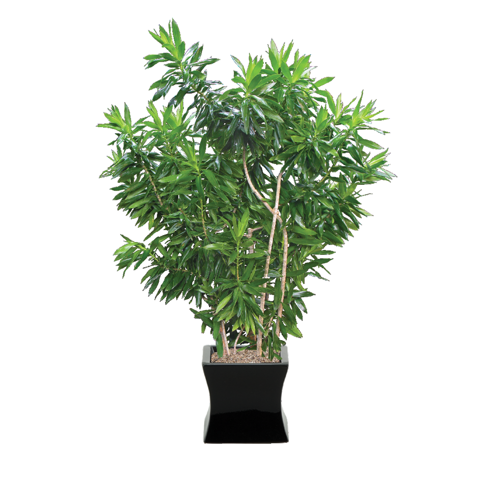 Dracaena Reflexa - View 16 from www redcrocus com